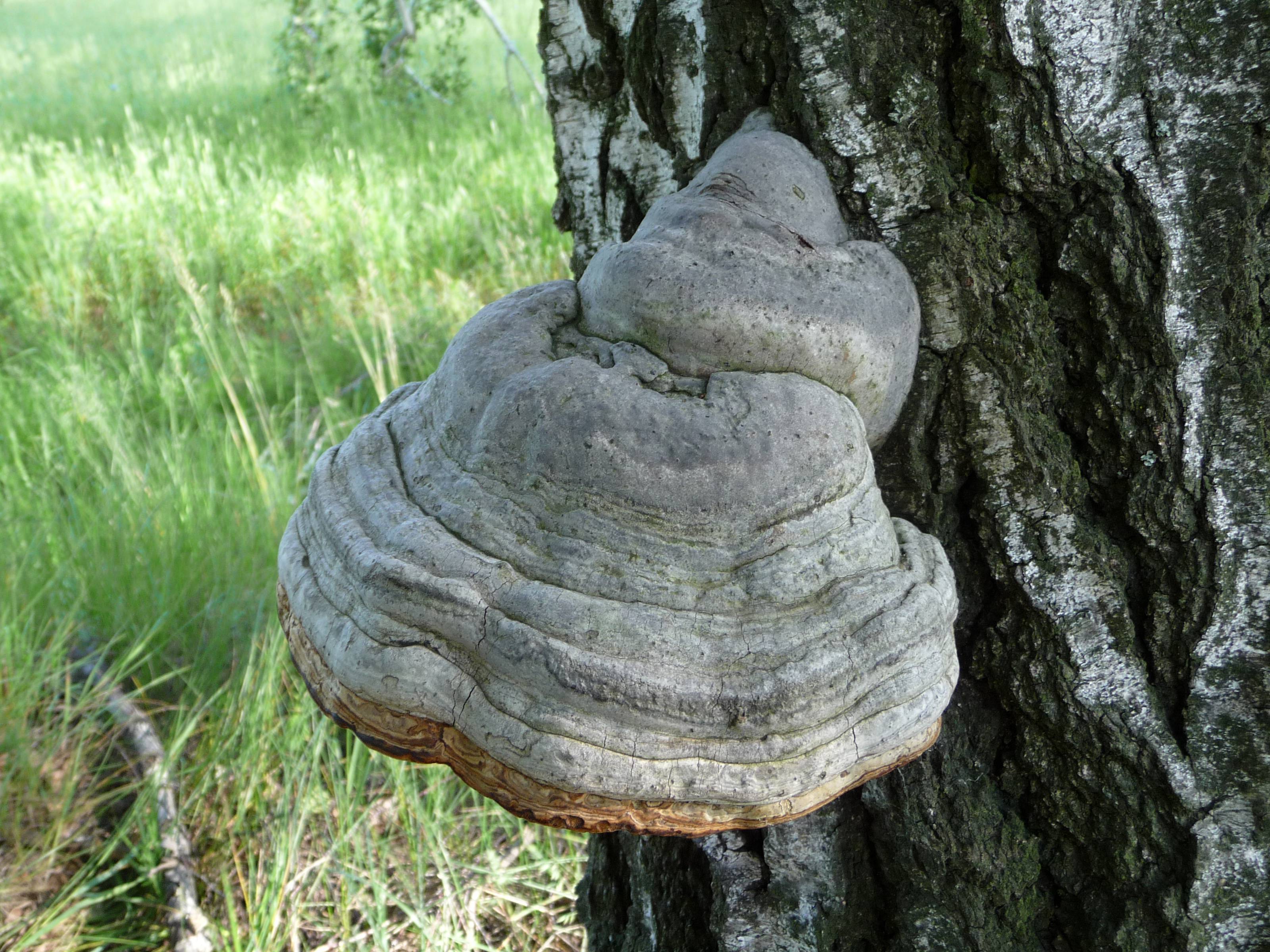 Champignon amadouvier sur un tronc d'arbre